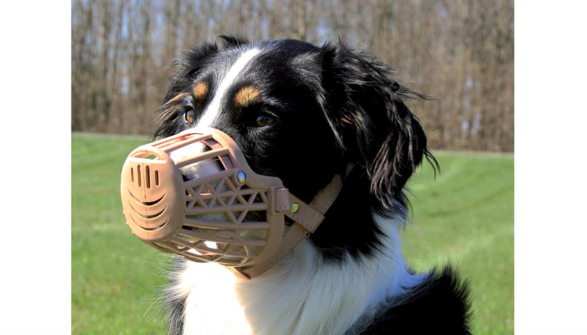 La museruola per Fido è necessaria nei luoghi aperti pubblici La museruola per Fido è necessaria nei luoghi aperti pubblici